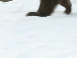 MS TS SLO MO Grizzly bear running in snow / Livingstone, Montana, United States Stock Footage