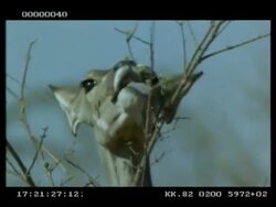 CU Kudu hind browsing on woolly caper bush flowers, to camera, Botswana Stock Footage
