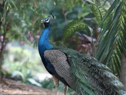 Peacock Stock Footage