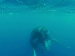 Humpback Whales swimming  at the surface Stock Footage