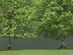 HD: Trees in wind Stock Footage