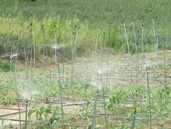 Watering sprinkler in cultivate land Stock Footage