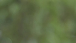 Ecological background Stock Footage