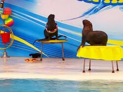 Two happy seal Stock Footage