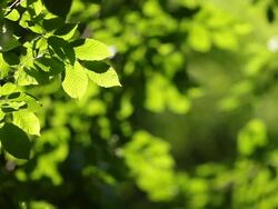 HD: Fresh Green Leaves Stock Footage