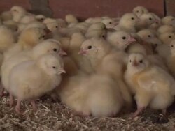 Chicken farm Stock Footage