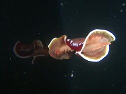 CU Spanish dancer free swimming on surface / Mabul, Sabah, Malaysia   Stock Footage