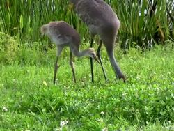 Crane Parents Teaching Their Chick How to Find Food Stock Footage