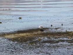 seagull feeding Stock Footage