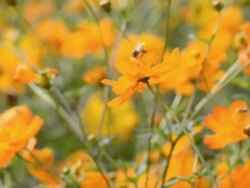 Cosmos flower with a bee. Stock Footage
