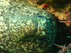 ECU Paint spotted moray eel lying on its side pushing water over gills / Matola, Maputo, Mozambique Stock Footage
