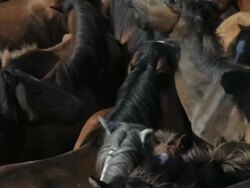 M/S Pan herd of horses Stock Footage