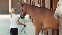 DS Female caretaker leading a bay horse out of stable Stock Footage
