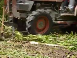 Deforestation for Agricultural Area Stock Footage