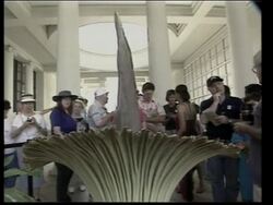 Smelly flower popular tourist attraction News Clip