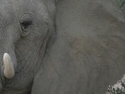 Desert Elephant (Loxodonta africana) head, cu, Ugab River Basin, Namibia: desert-dwelling population of African Bush Elephant though not distinct subspecies Stock Footage
