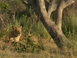 MS Shot of sleepy collared lioness resting / Okavango Delta, North-West District, Botswana Stock Footage
