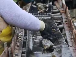 Oyster Farmers Begin To Wind Down Operations After Feds End Nat'l Seashore Lease Stock Footage