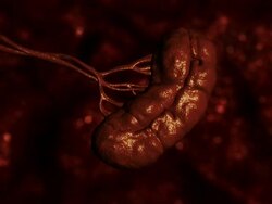 Medium hand-held - A bloated spleen reverts to its normal size in a computer-generated animation. Stock Footage