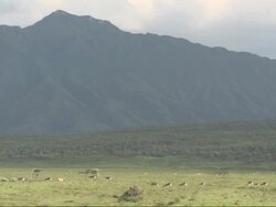 Gazelles in grassland with mountain backgdrop, Kenya Stock Footage