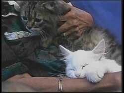 INDIA: PETS FOR LONELY INDIAN WIDOWS News Clip