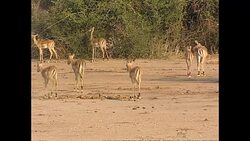 Impala grazing in Lower Zambezi National Park News Clip