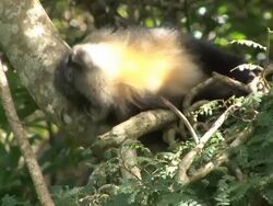 Samango baby Stock Footage