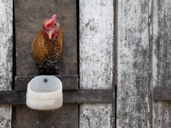 HD Rooster Stock Footage