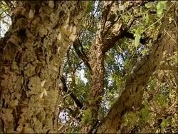 Gypsy moths (Lymantria dispar) on bark, camouflaged, Andalusia, Southern Spain Stock Footage
