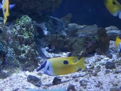 Underwater coral reefs and colorful fish to eating. Stock Footage