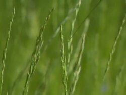 Grass Straw Blowing in the Wind Stock Footage