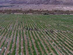 Aerial Date Palms Northern Judea Desert, Almog, Israel Stock Footage