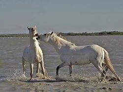 WS SLO MO View of Camargue Horses Stallions fighting in Swamp / Saintes Marie de la Mer, Camargue, France Stock Footage