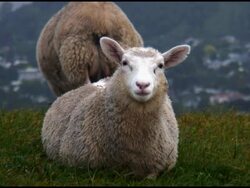Sheep, Lamb Stares At Camera And Chews, Eats Stock Footage