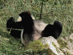 MS Shot of giant panda lying on ground / Wenchuan, Sichuan Province, China Stock Footage