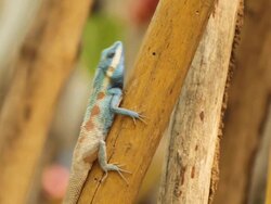 Lizard Stock Footage