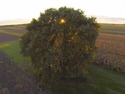 HD: Tree And Fields At Sunset Stock Footage