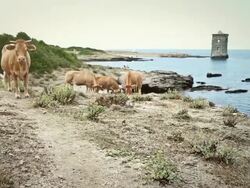 Cattle and ruins of genovese tower: Le Sentier des Douaniers Stock Footage