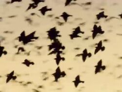 Massive starling flock close up Stock Footage