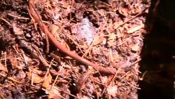 Invasion Of The Earthworms! Instructional Video