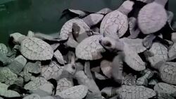 VOICED : Santuario en Filipinas lucha por salvar a las tortugas News Clip