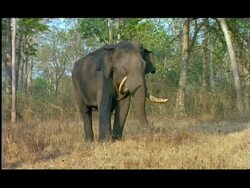 Elephant (Elephas maximus) foraging on dry grass, Nagarahole, Southern India Stock Footage