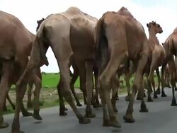 Group of camels walking in the middle of road Stock Footage