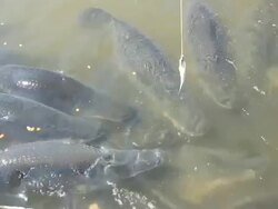 Feeding Arapaima big fish Stock Footage