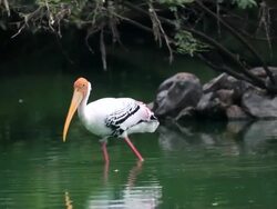 Painted stork in a wetland Stock Footage