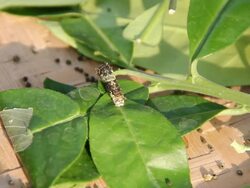 Silk worm eating leaf. Stock Footage