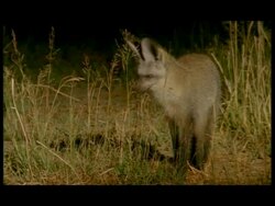 MS Bat-eared Fox (Otocyon megalotis) standing sleepily in grass, Botswana Stock Footage