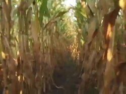 POV, Canada, Ontario, Kitchener, Running between two rows of dried corn plants Stock Footage