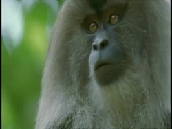 CU Liontail macaque, Macaca silenus, head looking around in tree, low angle view, Western Ghats, India Stock Footage