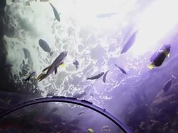 MS Shot of large fish tank in aquarium / Dallas, Texas, United States Stock Footage